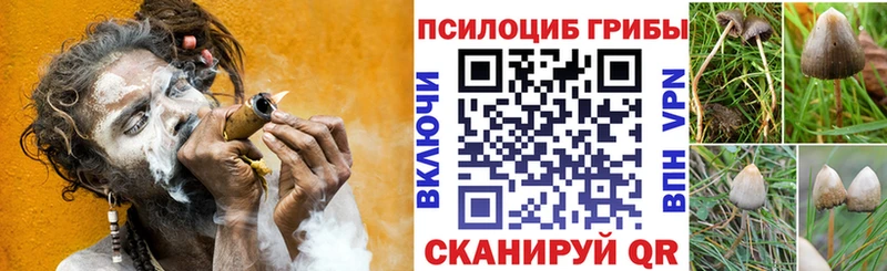 хочу наркоту  Ноябрьск  сайты даркнета официальный сайт  Псилоцибиновые грибы Psilocybine cubensis 